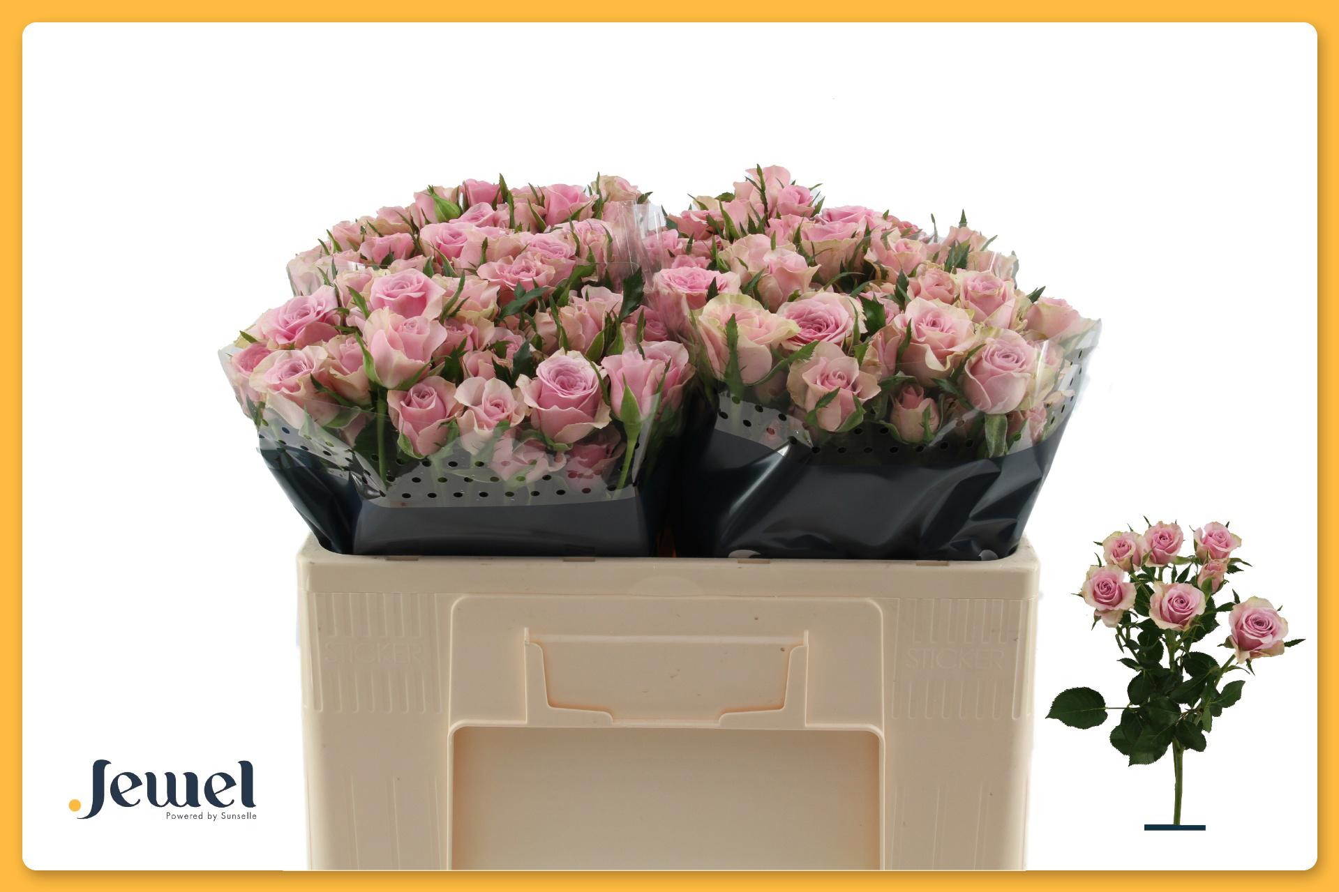 10x Rosa leila 50cm