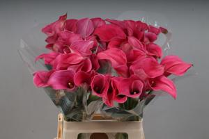 10x Zant.capt.romance 60cm