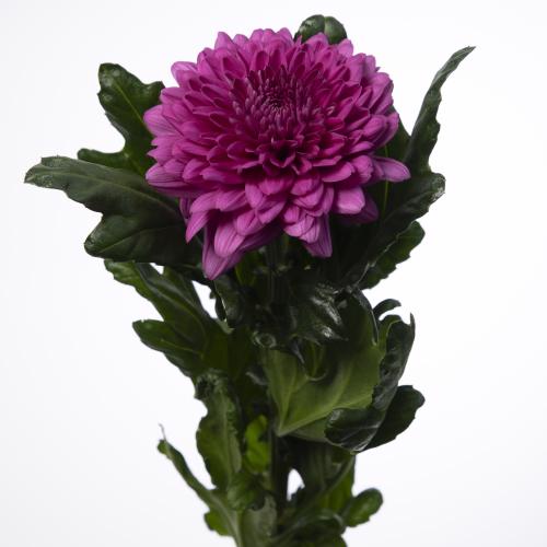 10x Chrysant lamira 70cm