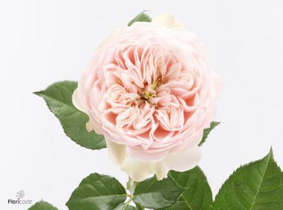 10x Rosa tender love 40cm