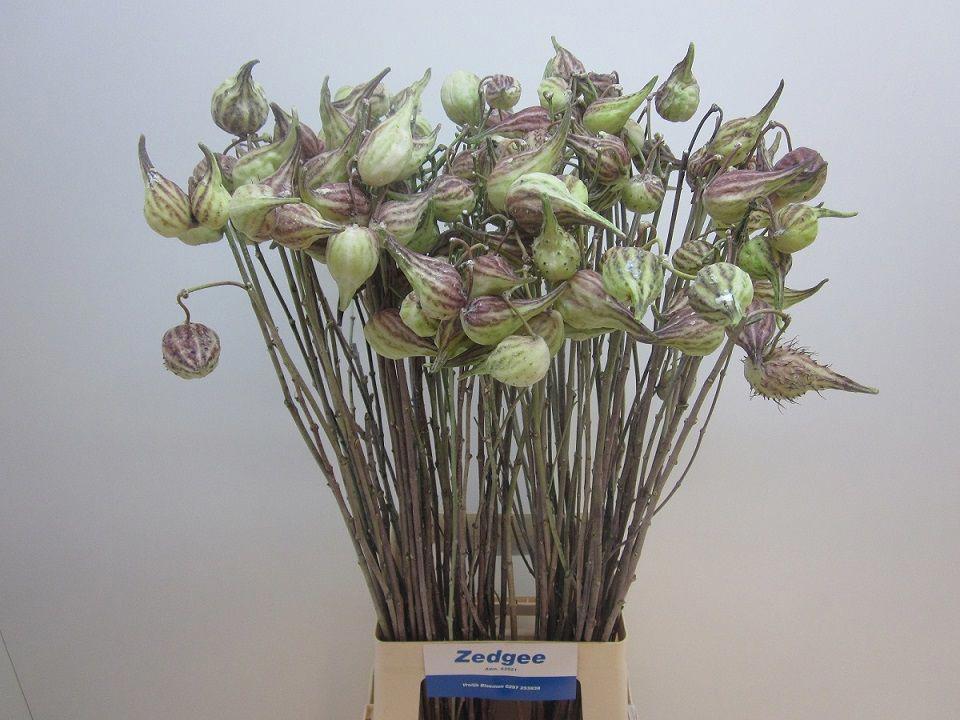 10x Ascl.syriaca 80cm