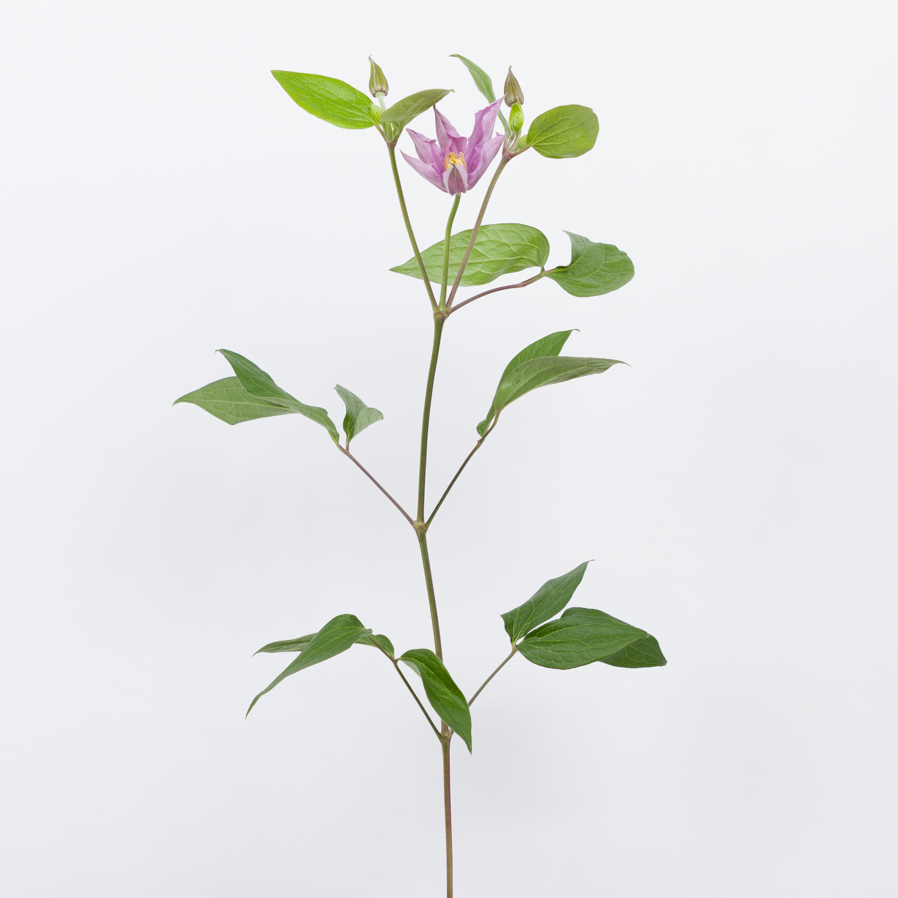 10x Clematis amazing london 60cm