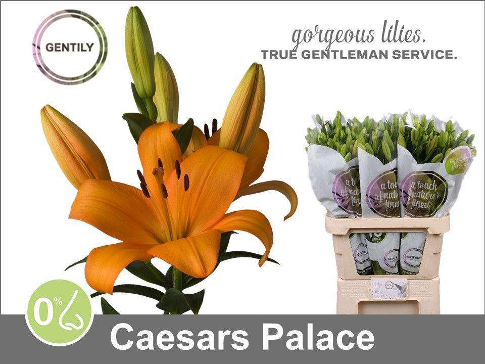 10x Lil.caesars palace la 80cm