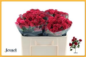 10x Rosa roseberry 50cm