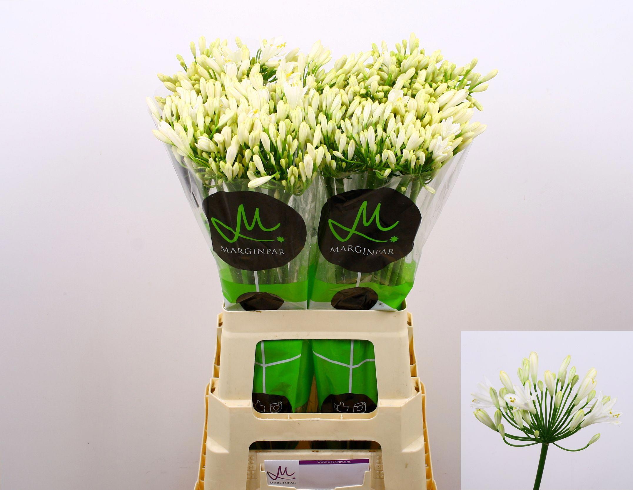 10x Agapanthus gletsjer 70cm