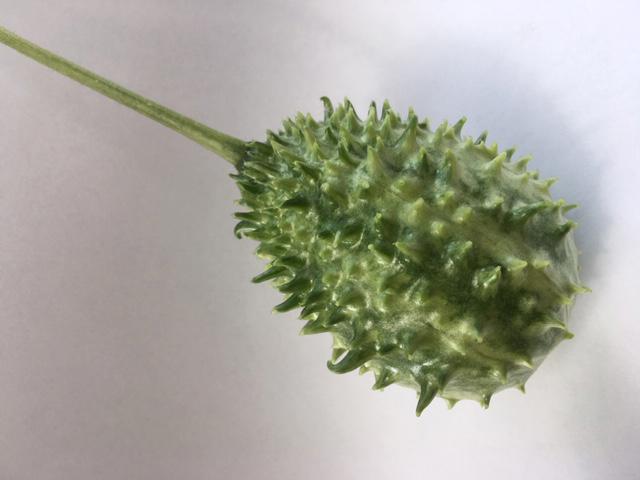 30x Sf cucumis ice tea green