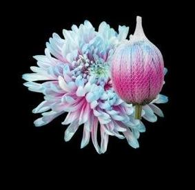 10x Chrysant antonov bubblegum 70cm
