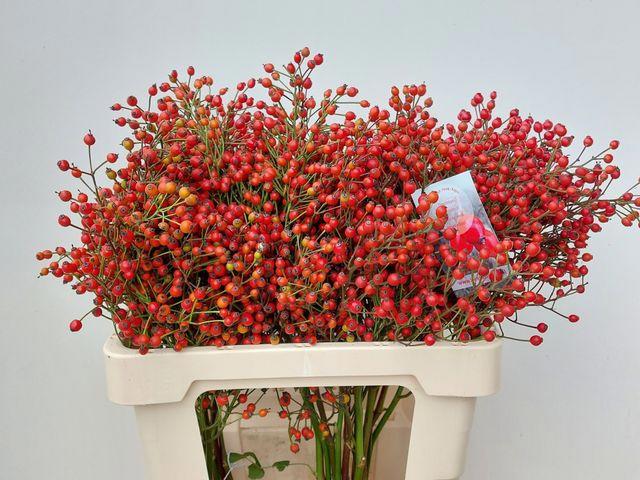 10x Rosa autumn splendor 60cm