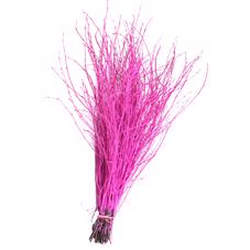 10x Tk betula erica 70cm