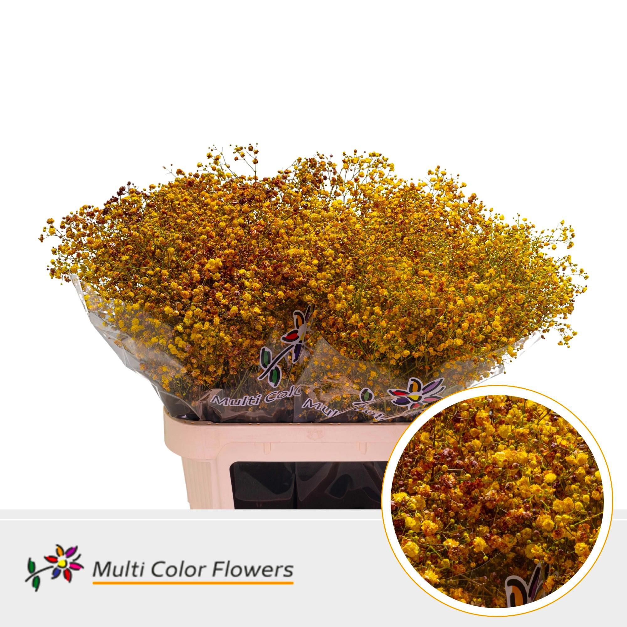 25x Gipskruid xlence herfst 80cm