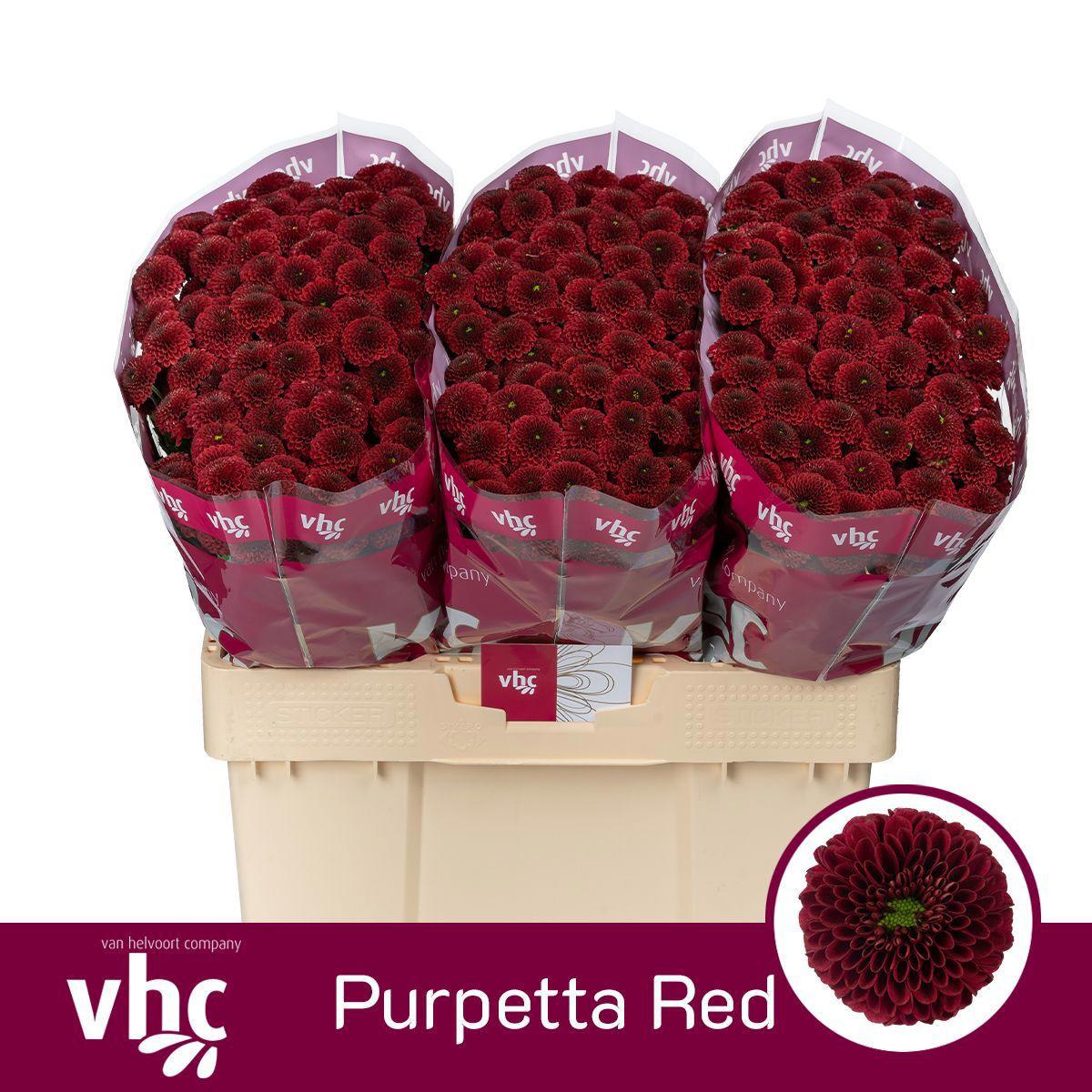 25x Chrysant san.purpetta red 50cm