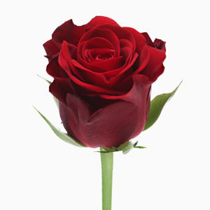 10x Rosa red ribbon 40cm