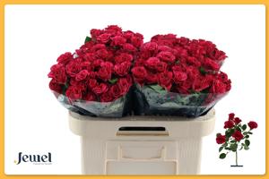 10x Rosa roseberry 40cm