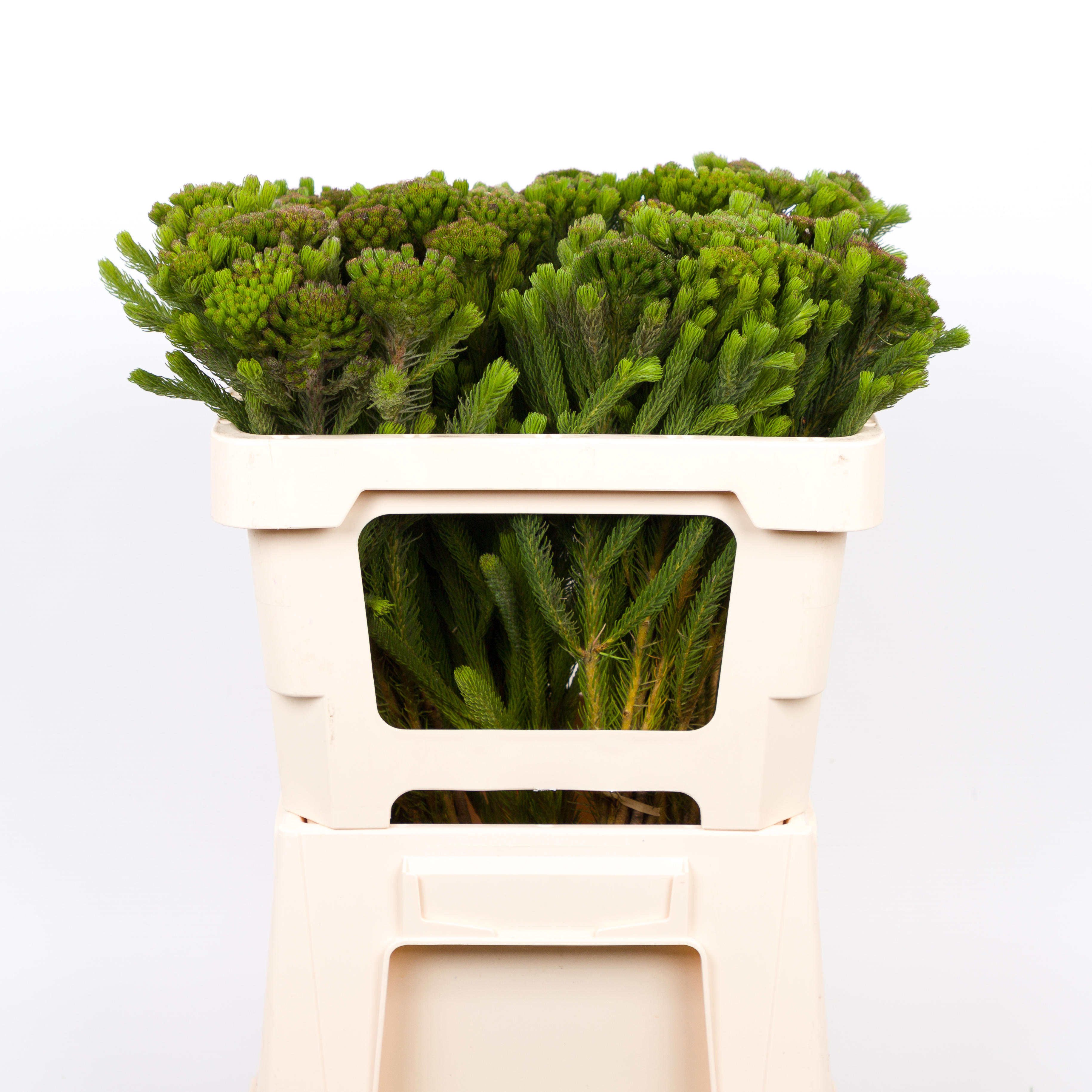 10x Pg brunia albigreen 40cm