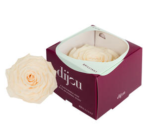 1x Dc pres.rozen pink champagne