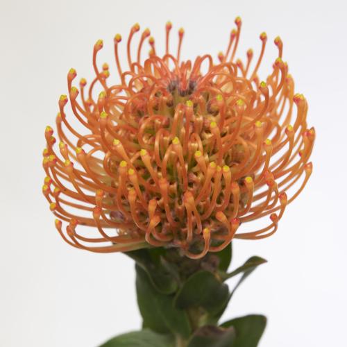 10x Leucos.ayoba mandarin zest 40cm