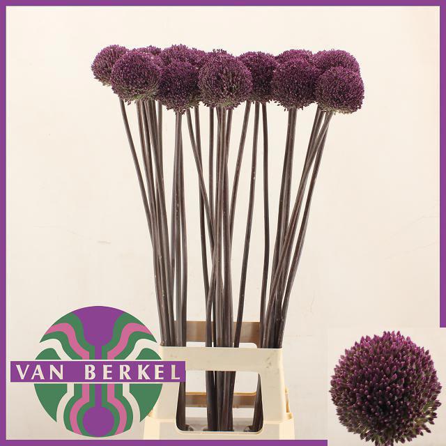 10x Allium summer drummer 80cm