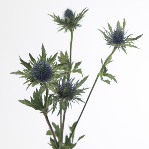10x Eryngium aquarius questar 60cm