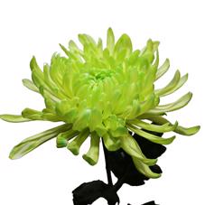 10x Chrysant antonov groen 70cm