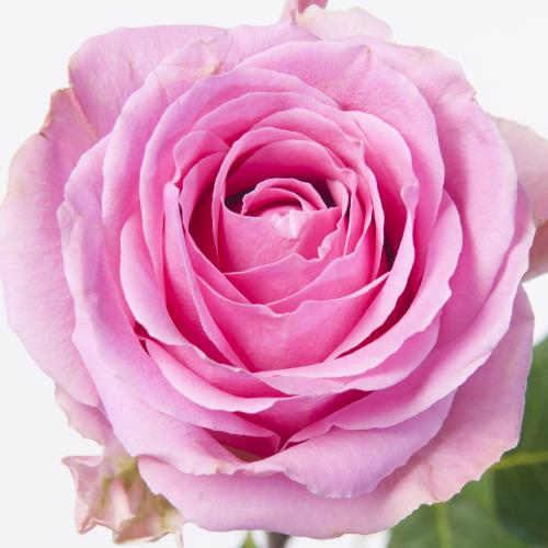 20x Rosa wham 60cm