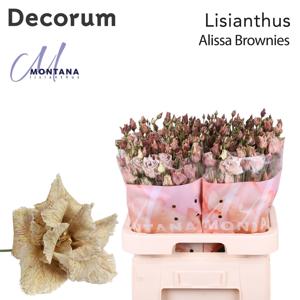 10x Eust. alissa brownies du 70cm