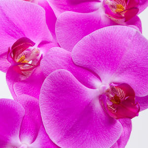 25x Phal.happy valentina