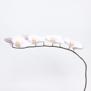 10x Phal.alpha 80cm
