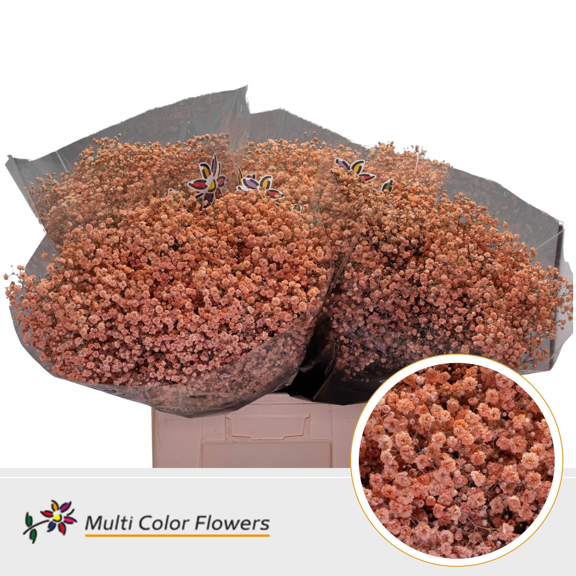 25x Gipskruid xlence apricot 70cm