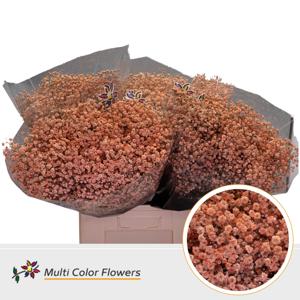 25x Gipskruid xlence apricot 70cm