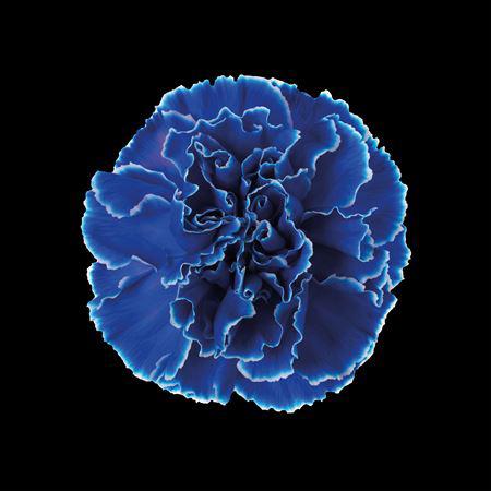 20x Dian.st. blue monday 60cm