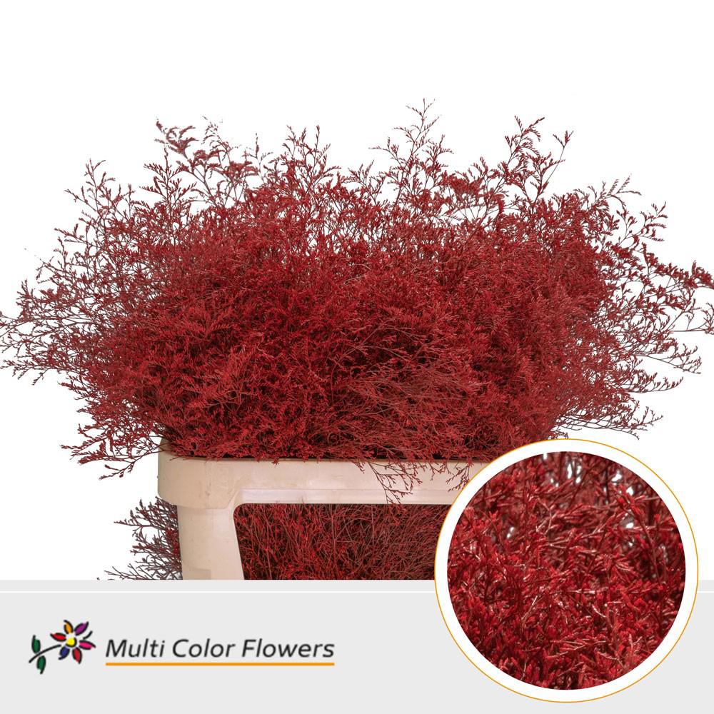 25x Lim. rood 80cm