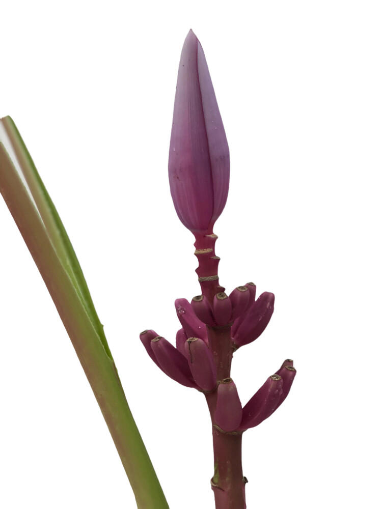 6x Musa royal 80cm