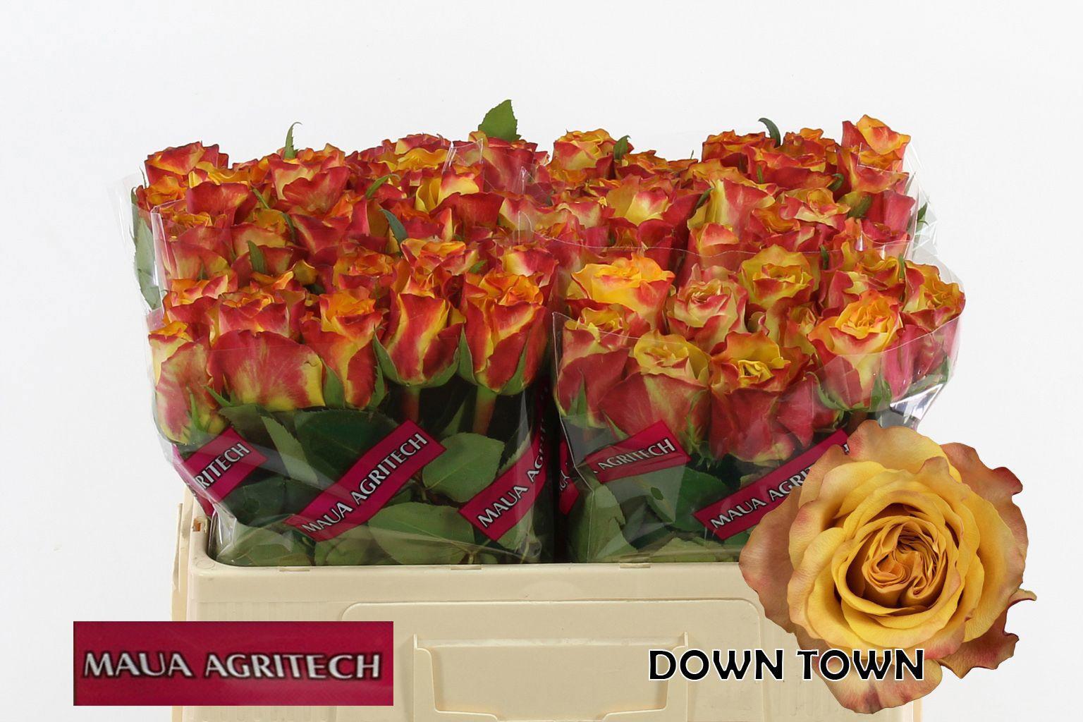 20x Rosa downtown! 50cm