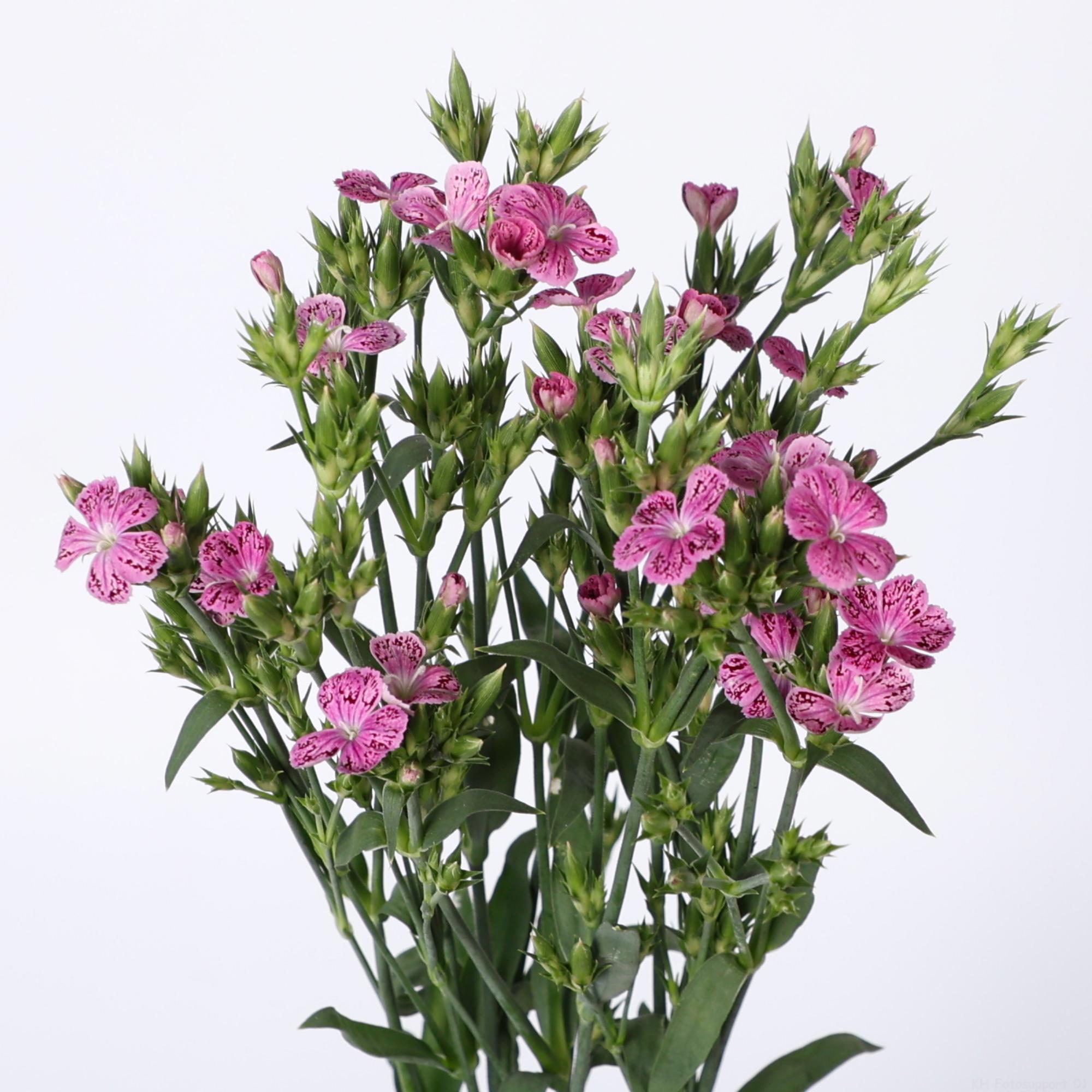 50x Dian.eolo divi mini romance 60cm