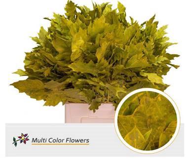 20x Sg quercus geel 60cm