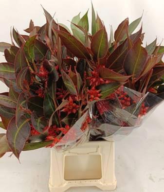 5x Sg eucalyptus robusta bes abs rood 60cm