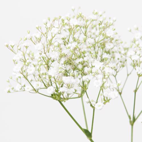 25x Gipskruid m.stars 60cm