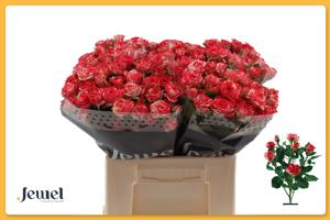 10x Rosa fireworks 40cm