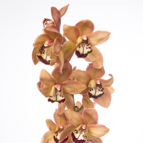 6x Cymb.charly brown 80cm