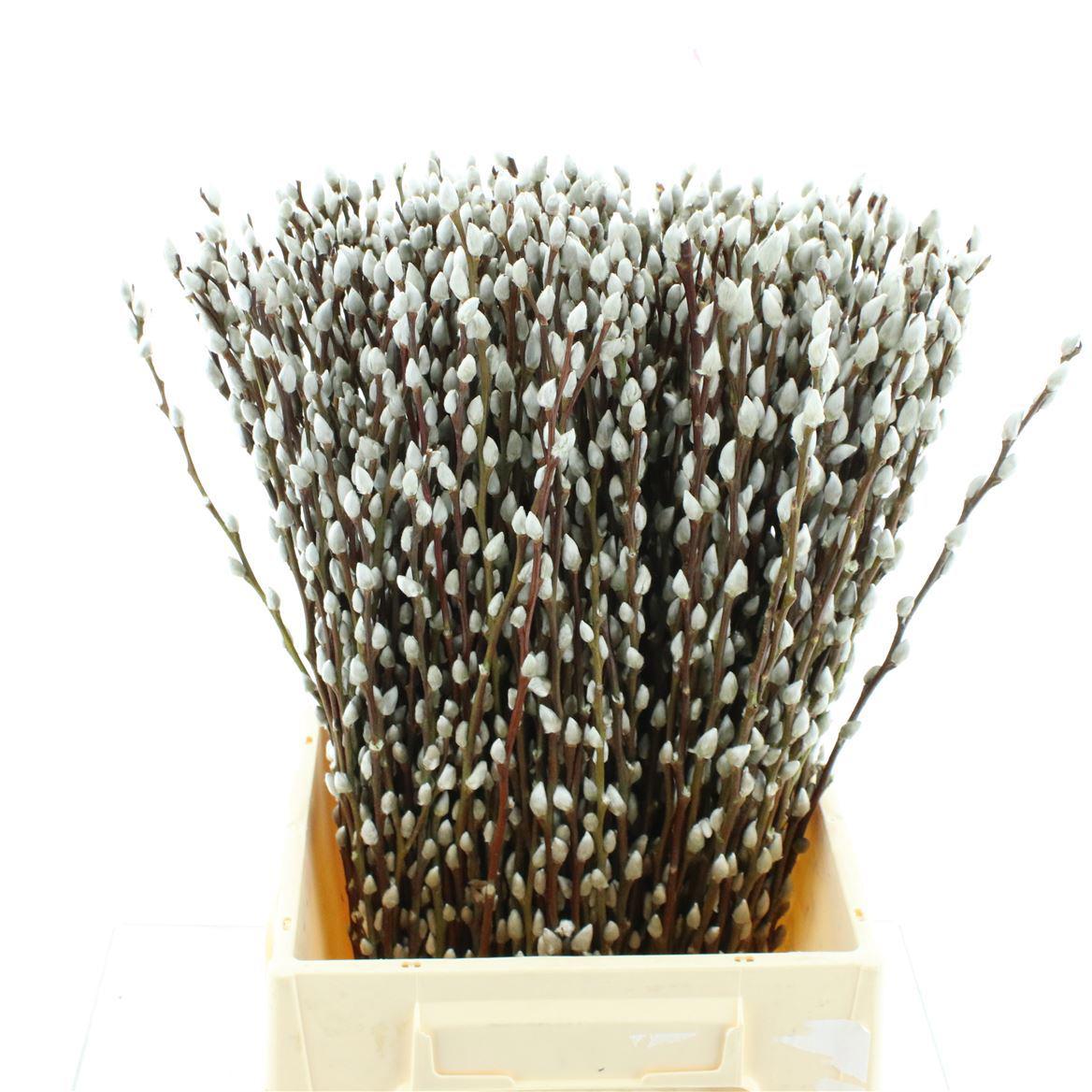 50x Tk salix wilgenkatjes 50cm