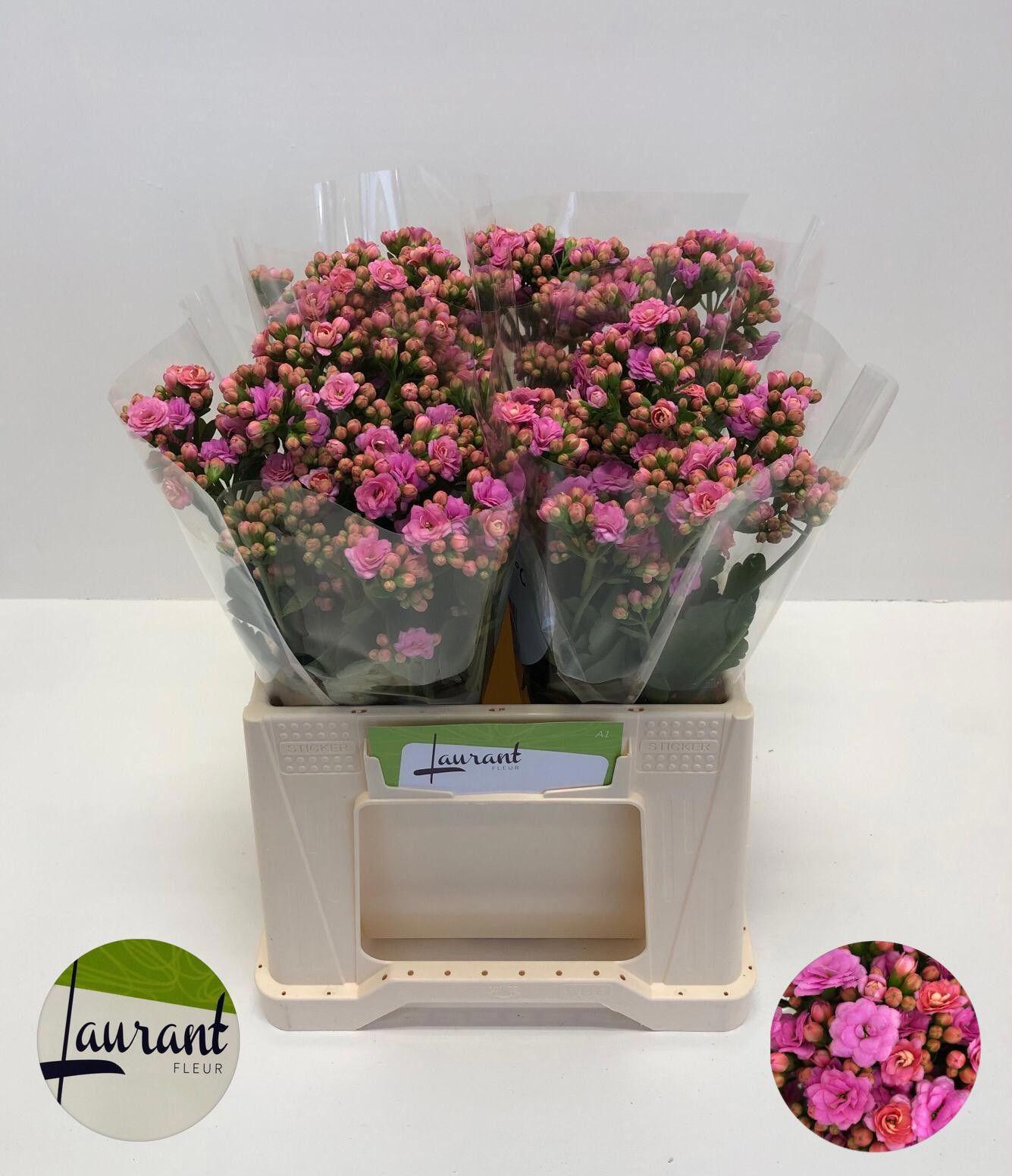 10x Kalanchoe taffy pink meadow 30cm