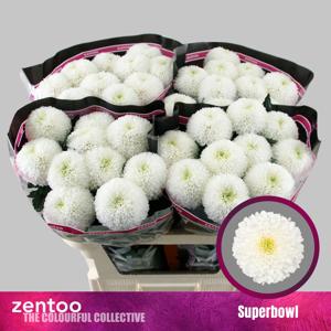 10x Chrysant superbowl 70cm