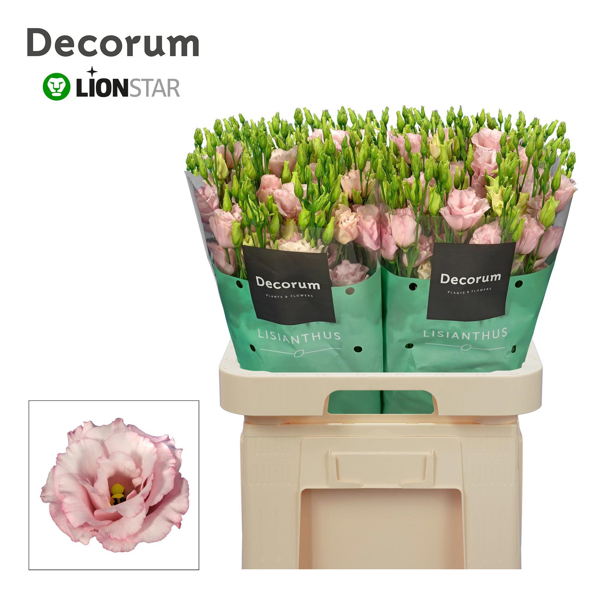 10x Eust.lisanne light pink du 70cm