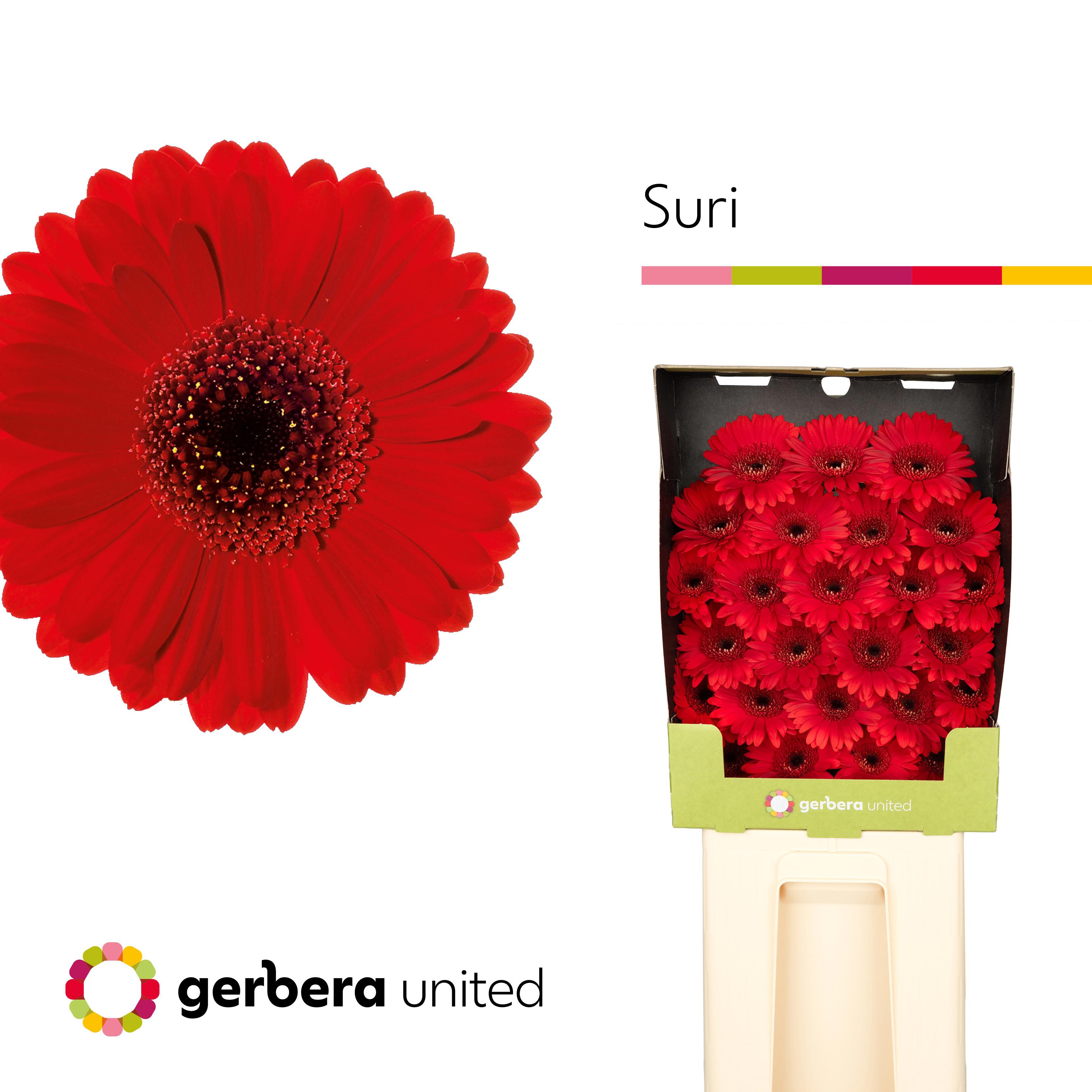 25x Germ.suri 70cm