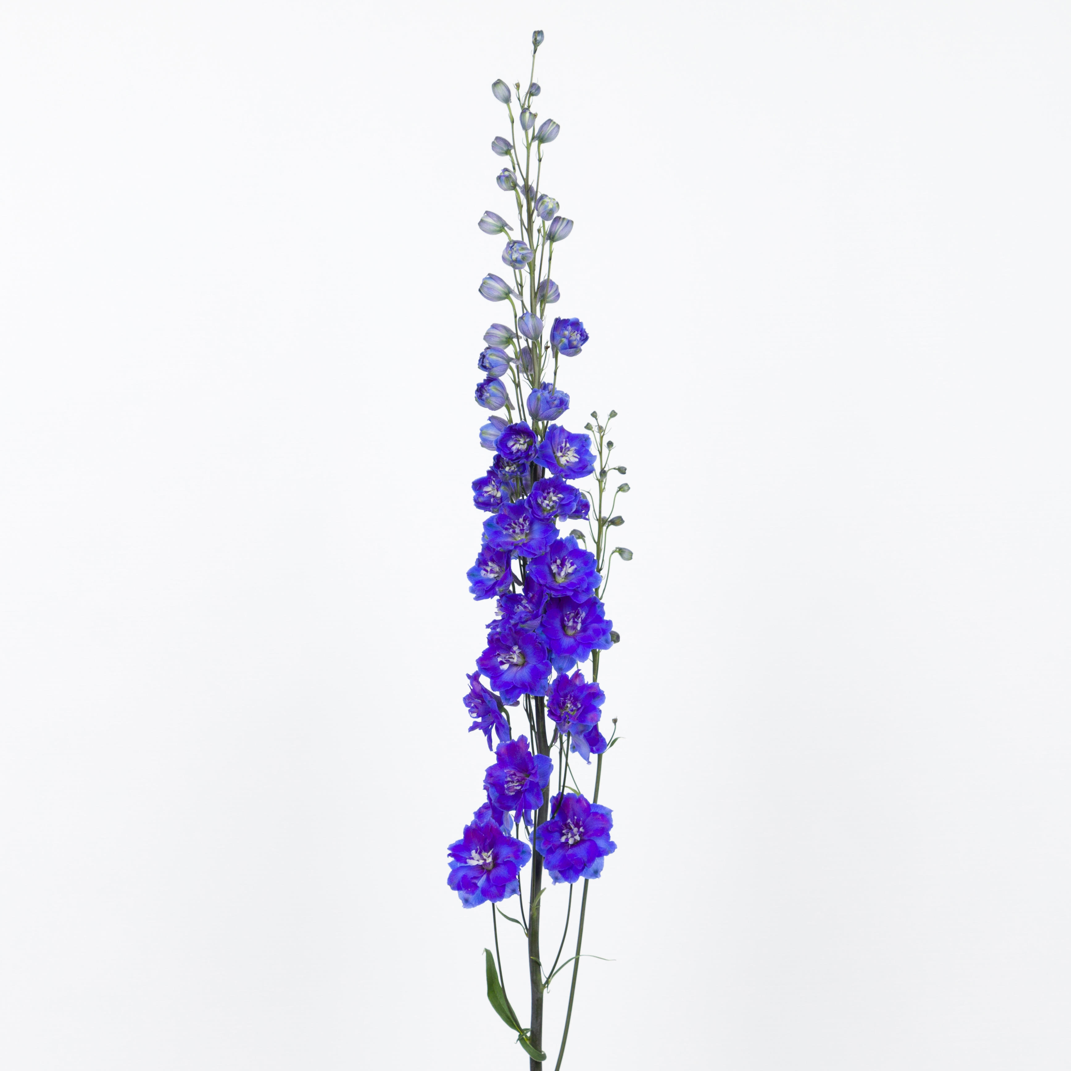 10x Delph.dewi blue star du 80cm