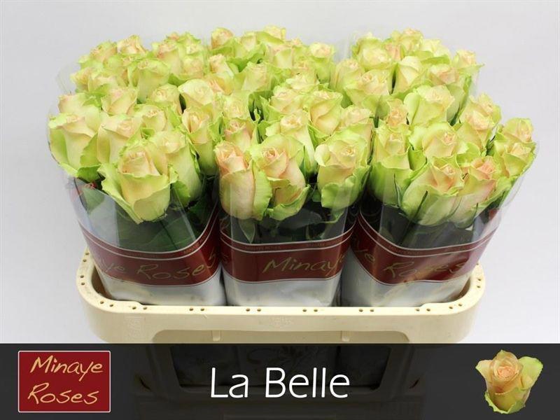 20x Rosa la belle 70cm