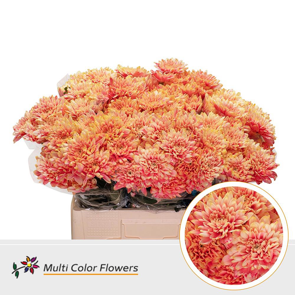 10x Chrysant overig 60cm