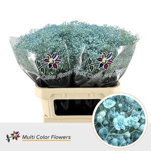 25x Gipskruid m.stars blauw 80cm