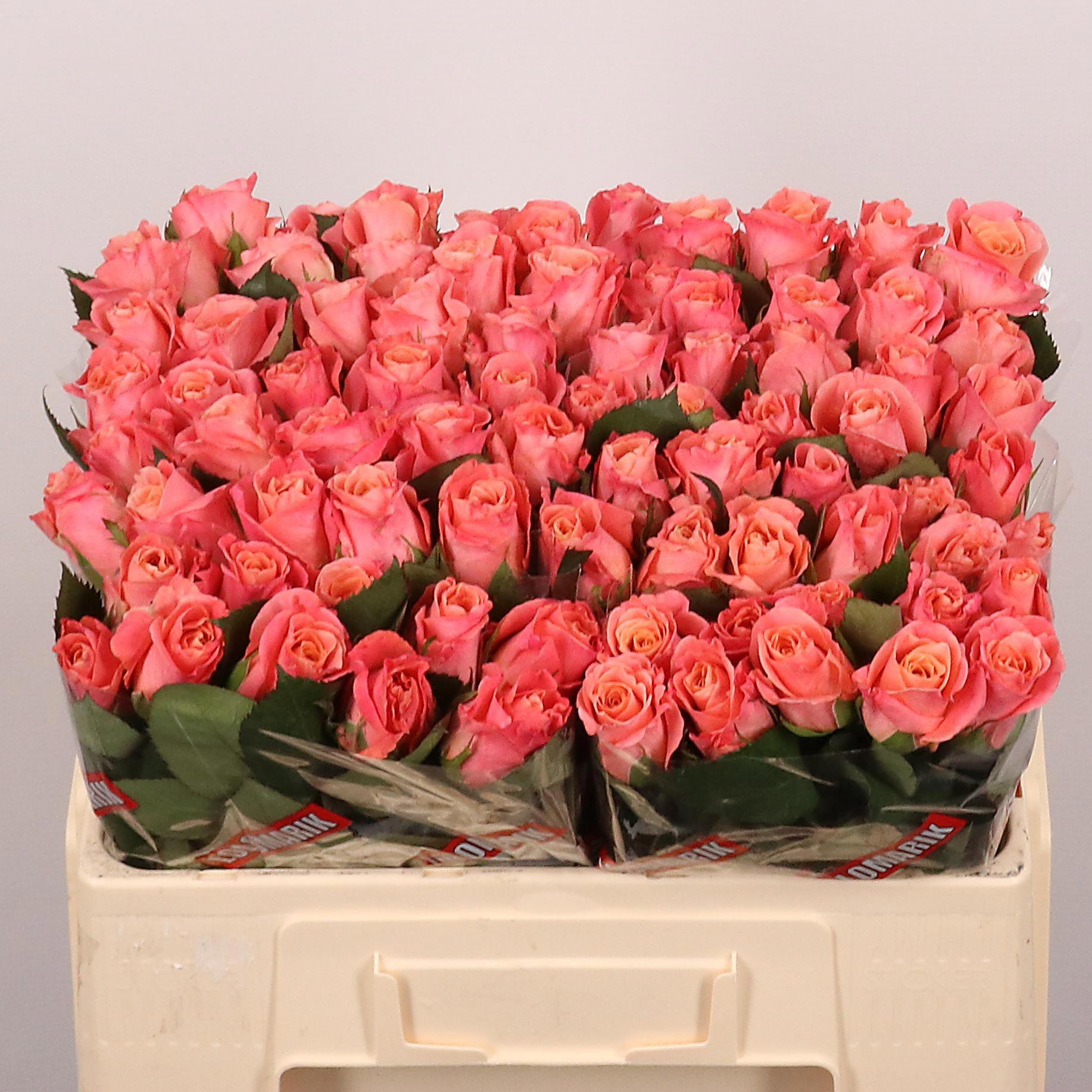 10x Rosa miss piggy+ 50cm