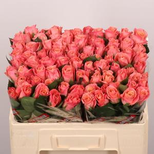 10x Rosa miss piggy+ 50cm